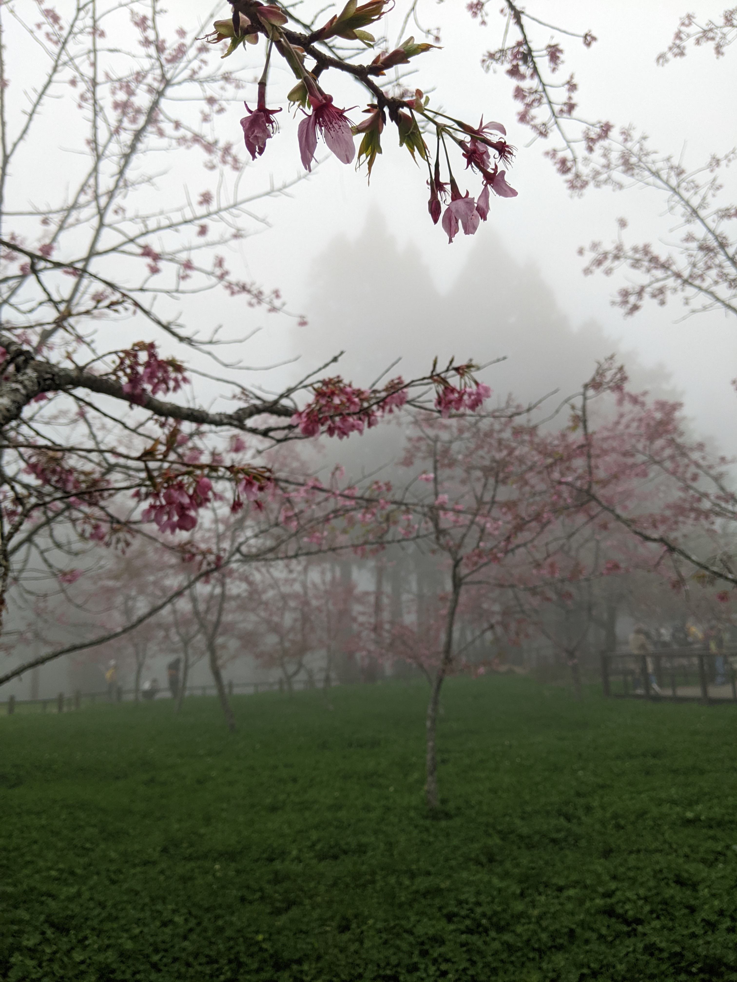 cherry blossoms on a tree in the mist, other cherry blossoms in background