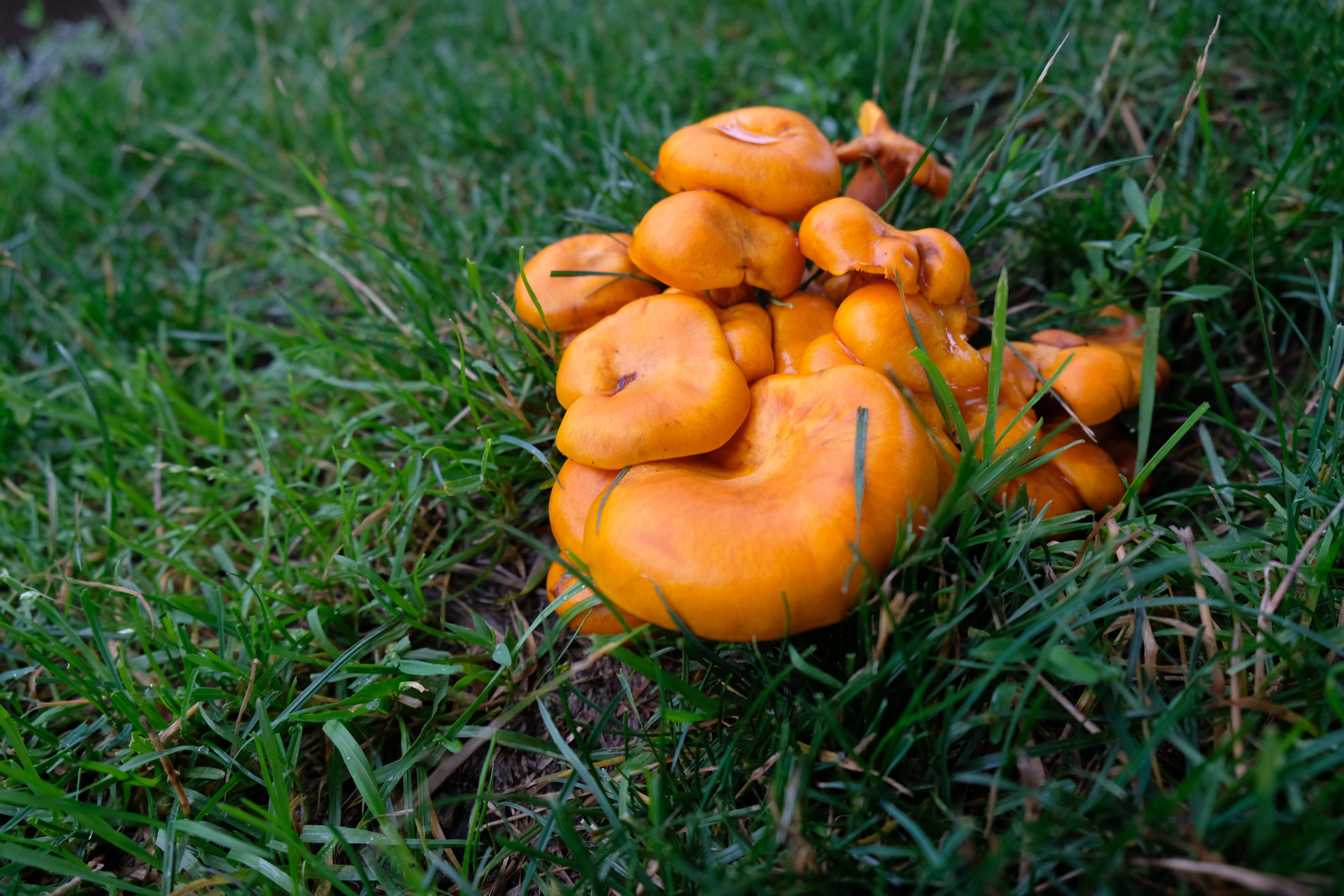 orange mushrooms in green grass