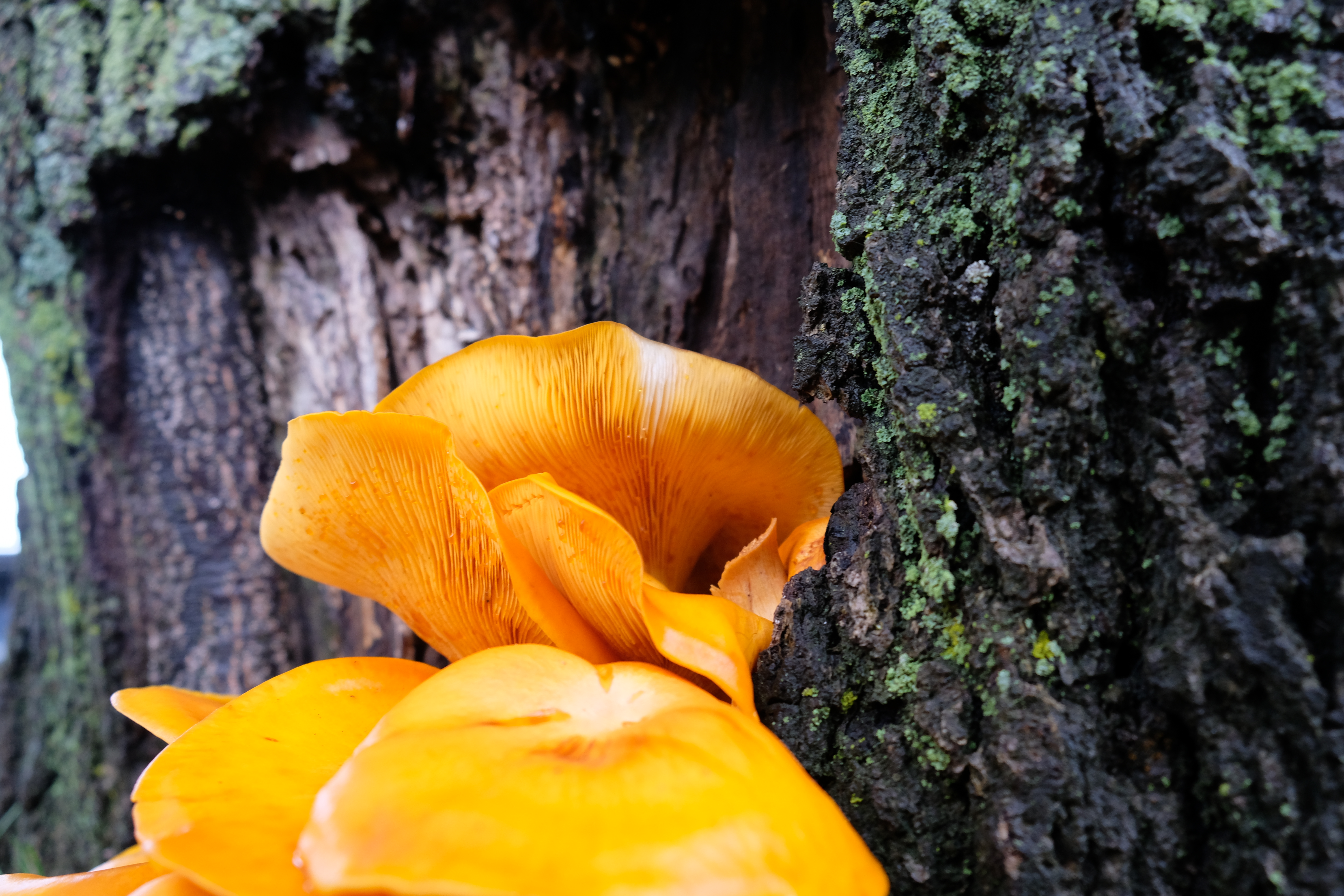 underside of orange mushrooms growing on brown tree bark