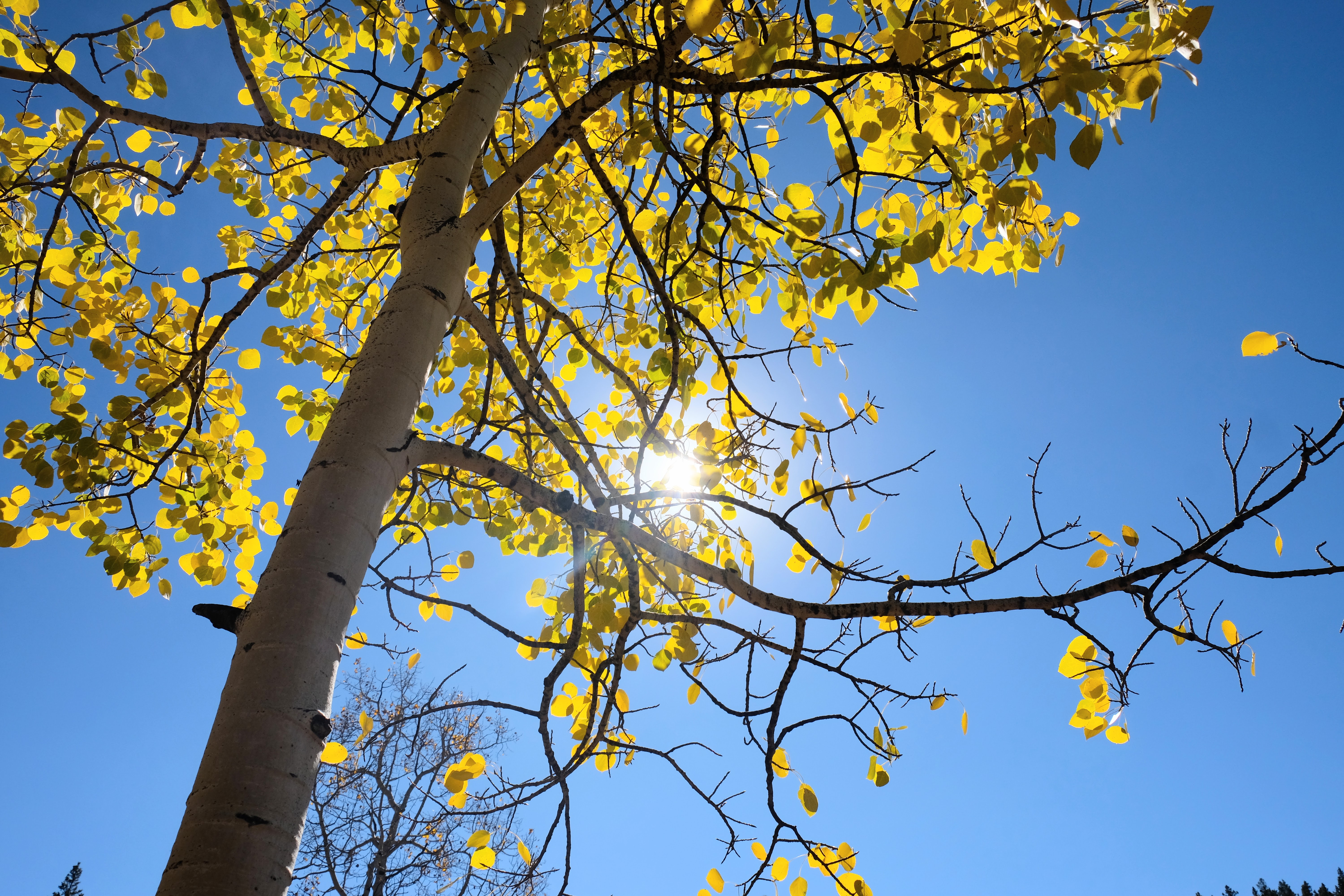 tree with white bark and yellow leaves in front of blue sky with sun shining through branches