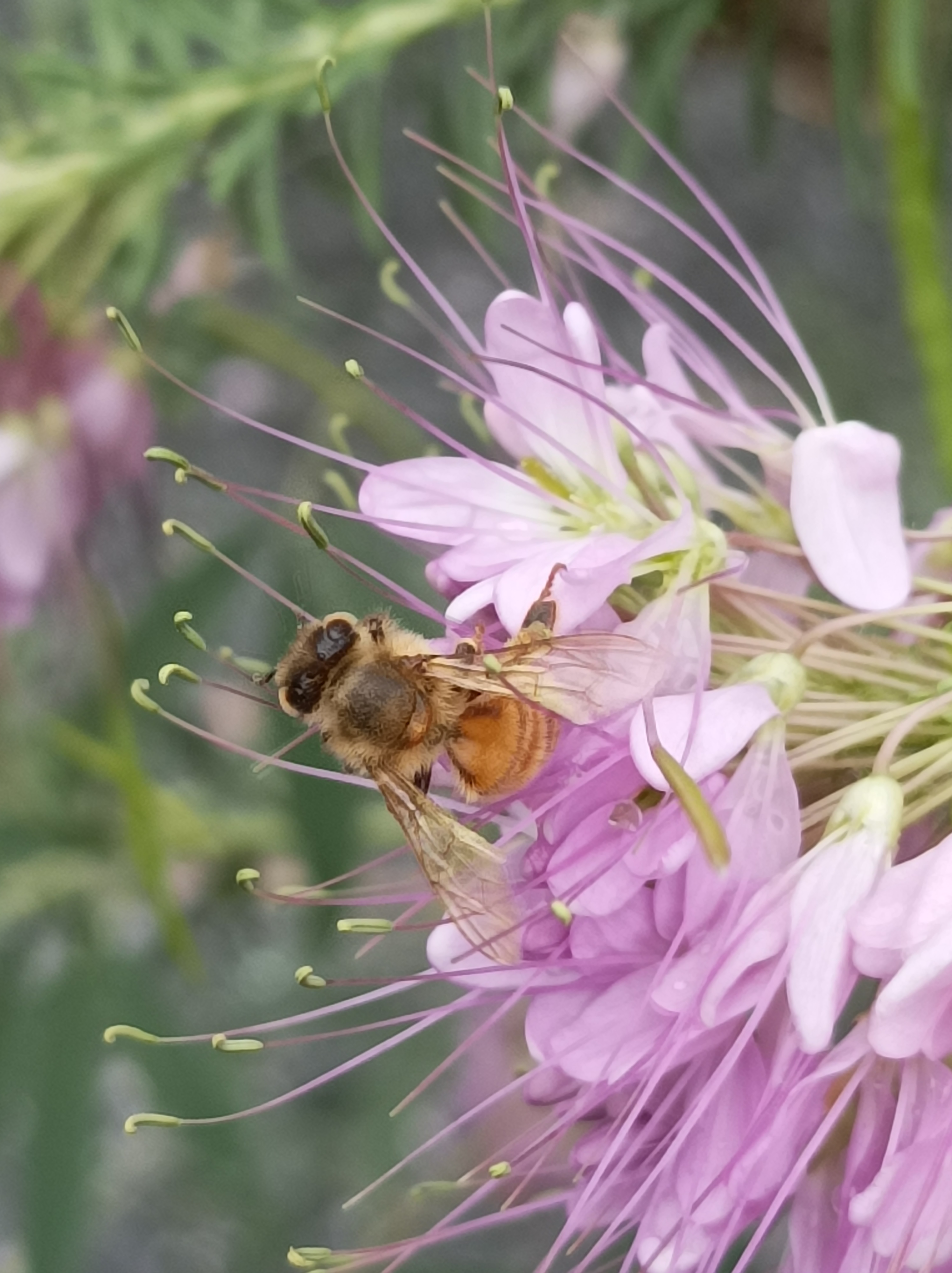 zoomed in on bee on pink flowers