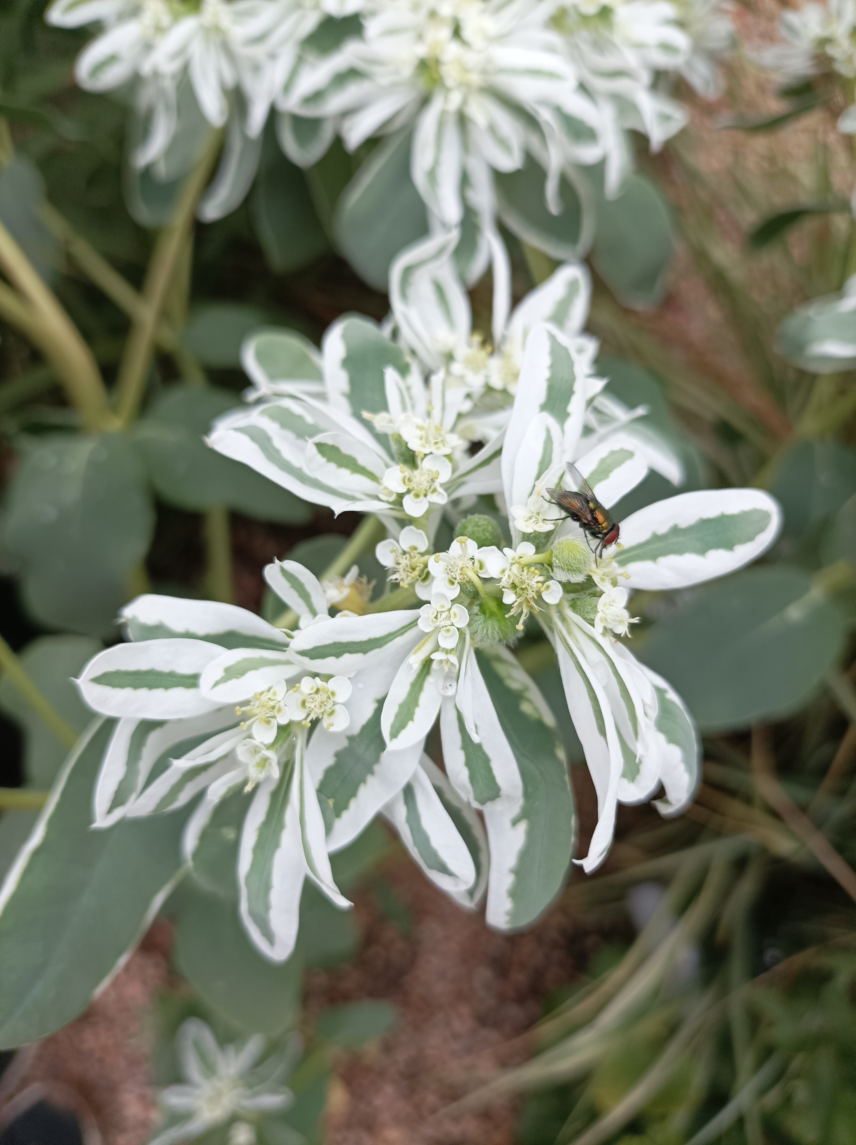 zoomed in on fly on white and green leafy plant