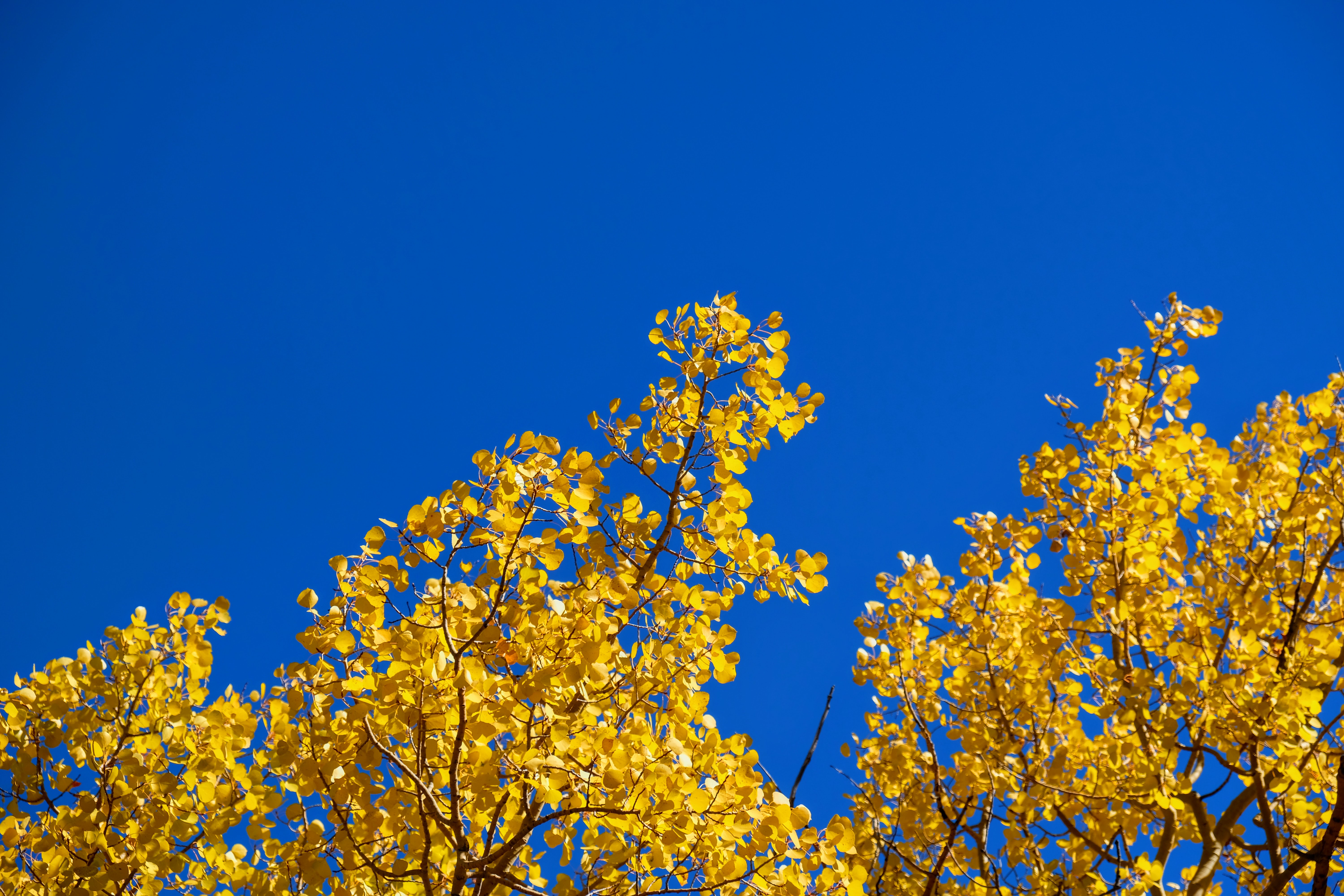 bright yello aspen leaves in fornt of clear blue sky