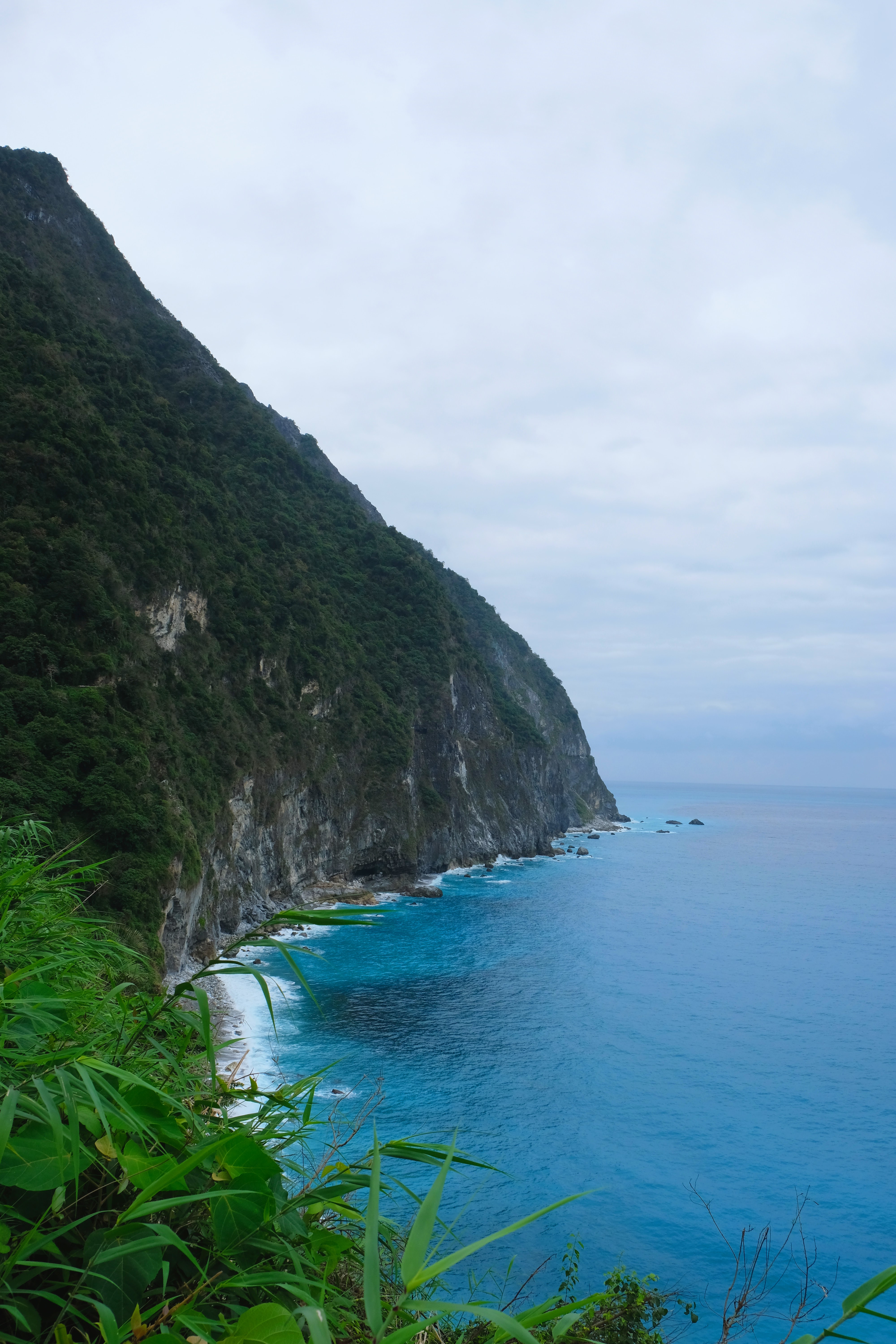 left side shows rocky, tree covered mountain side meeting with bright blue ocean, forefront shows green plants