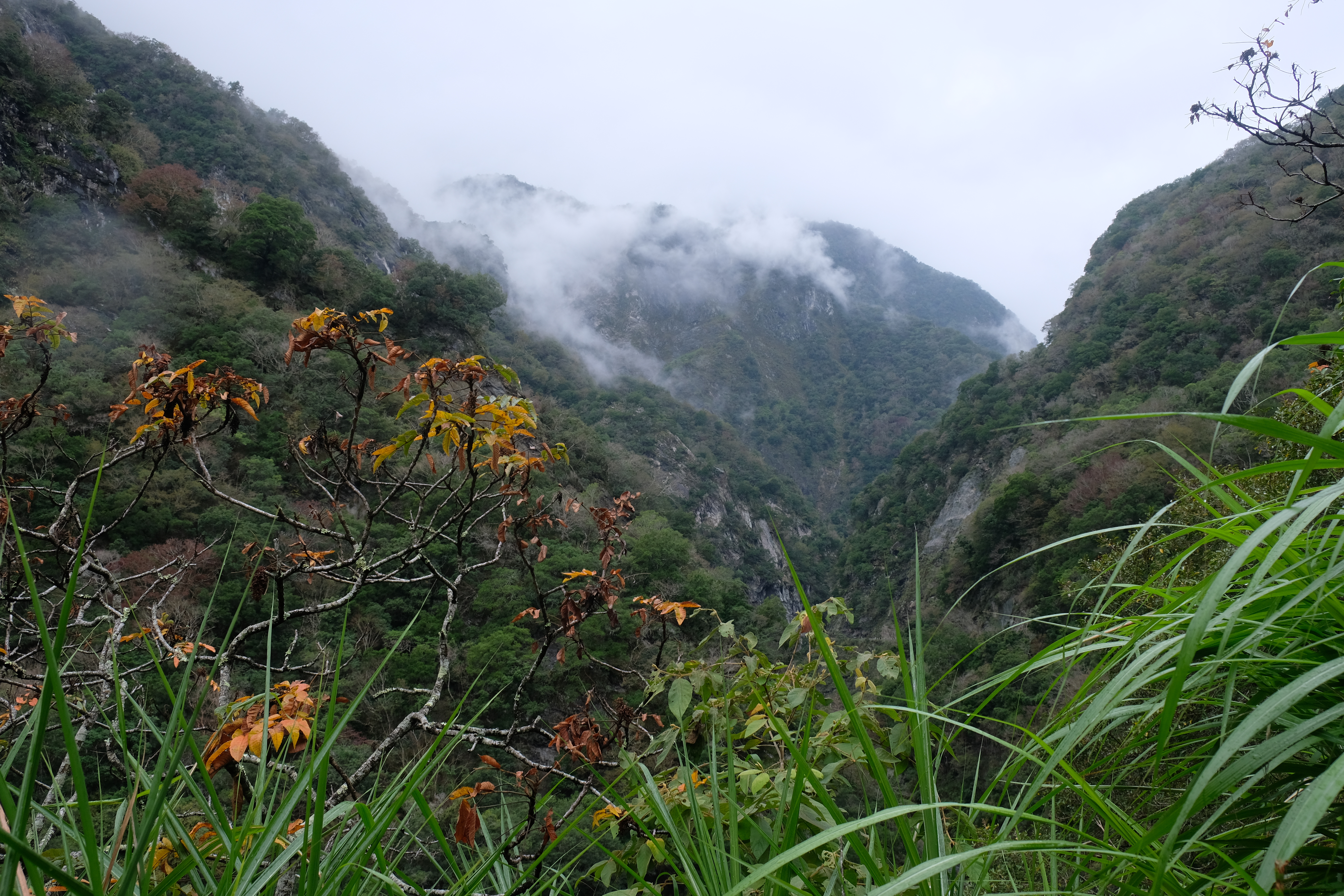 mountains with the tops covered in mist, forefront shows orange leafed tress and large strands of green grass