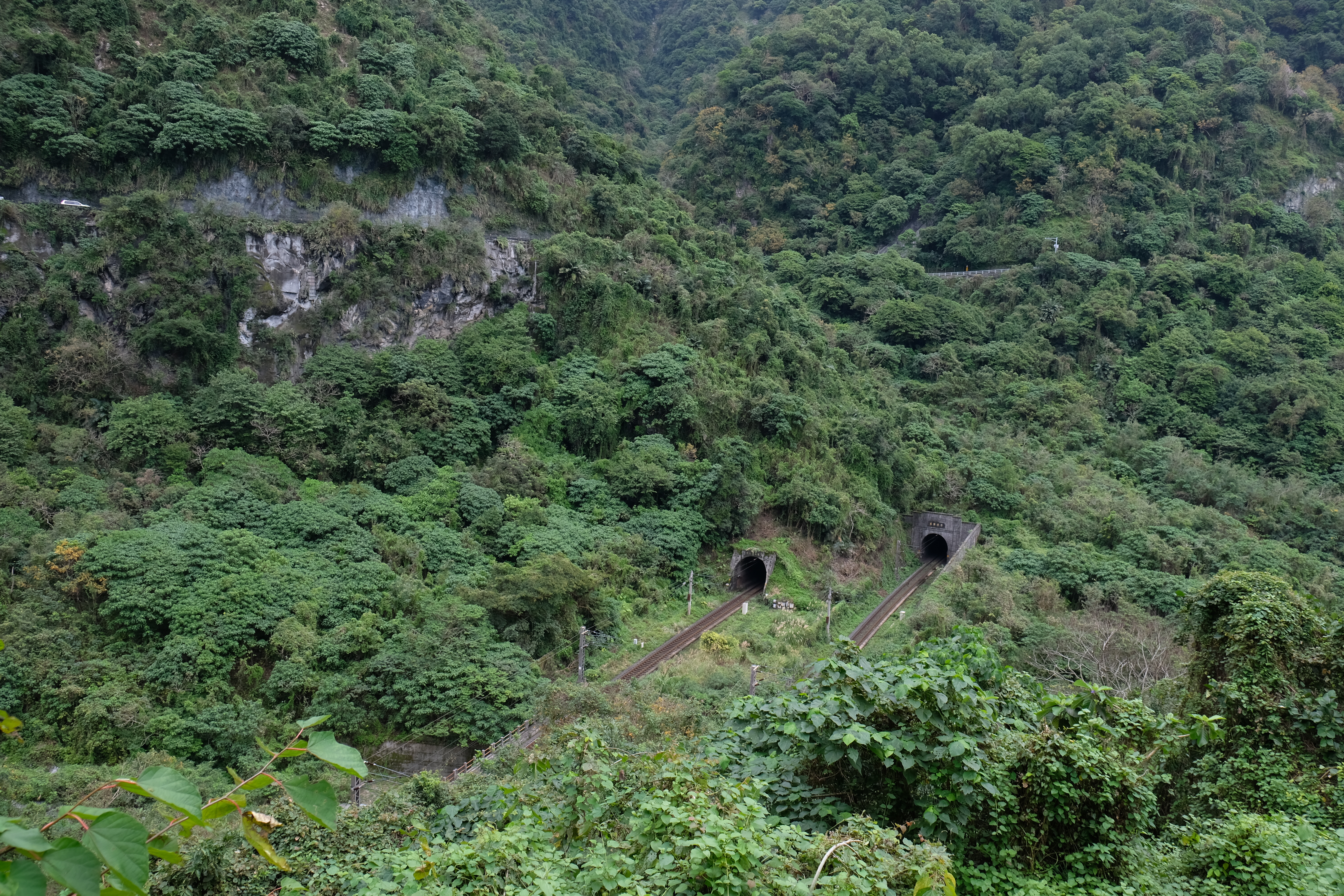 lush, green trees with two parrallel train tracks in the center leading to two tunnels