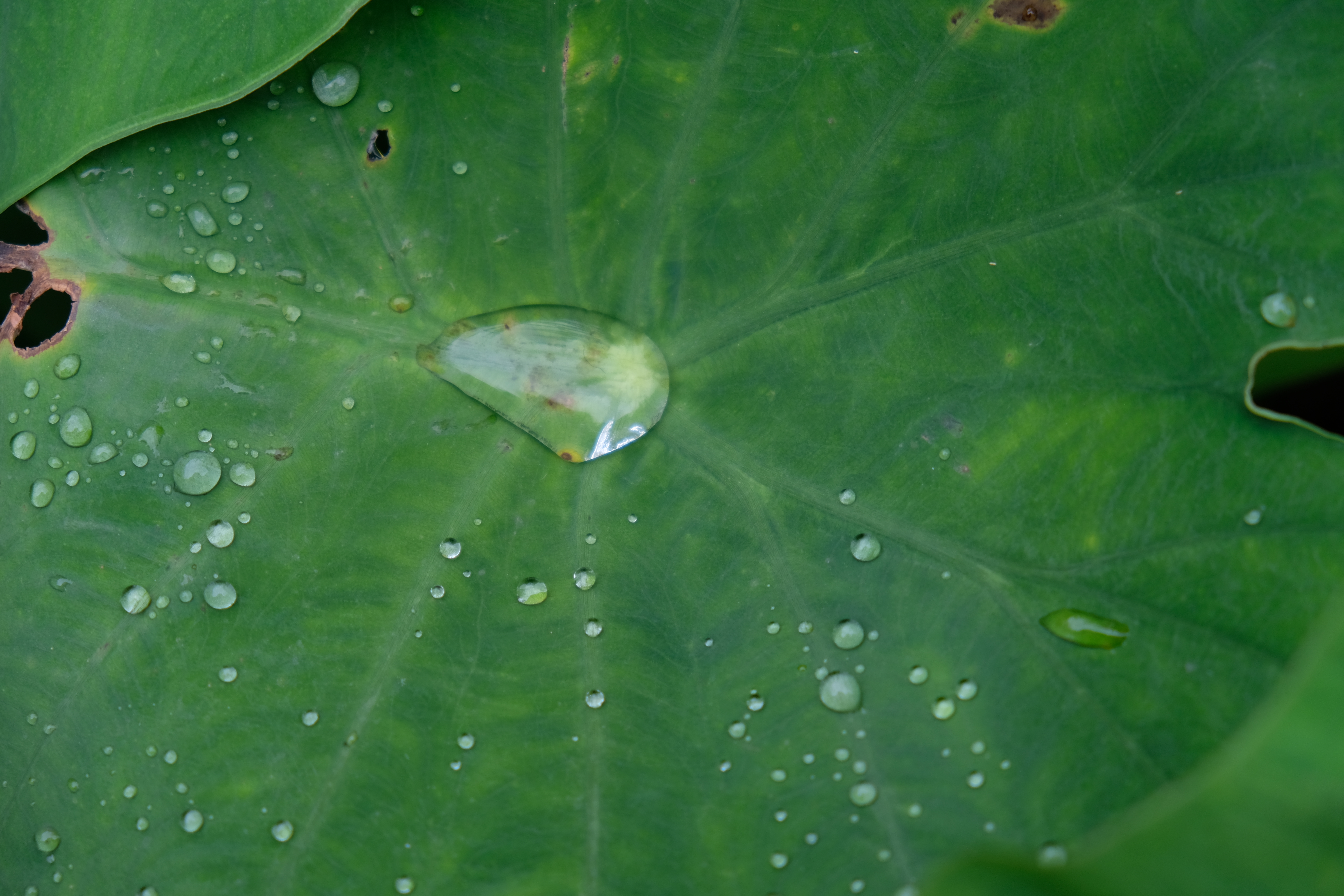 large green leaf with huge water droplet in center, many smaller water droplets around edges