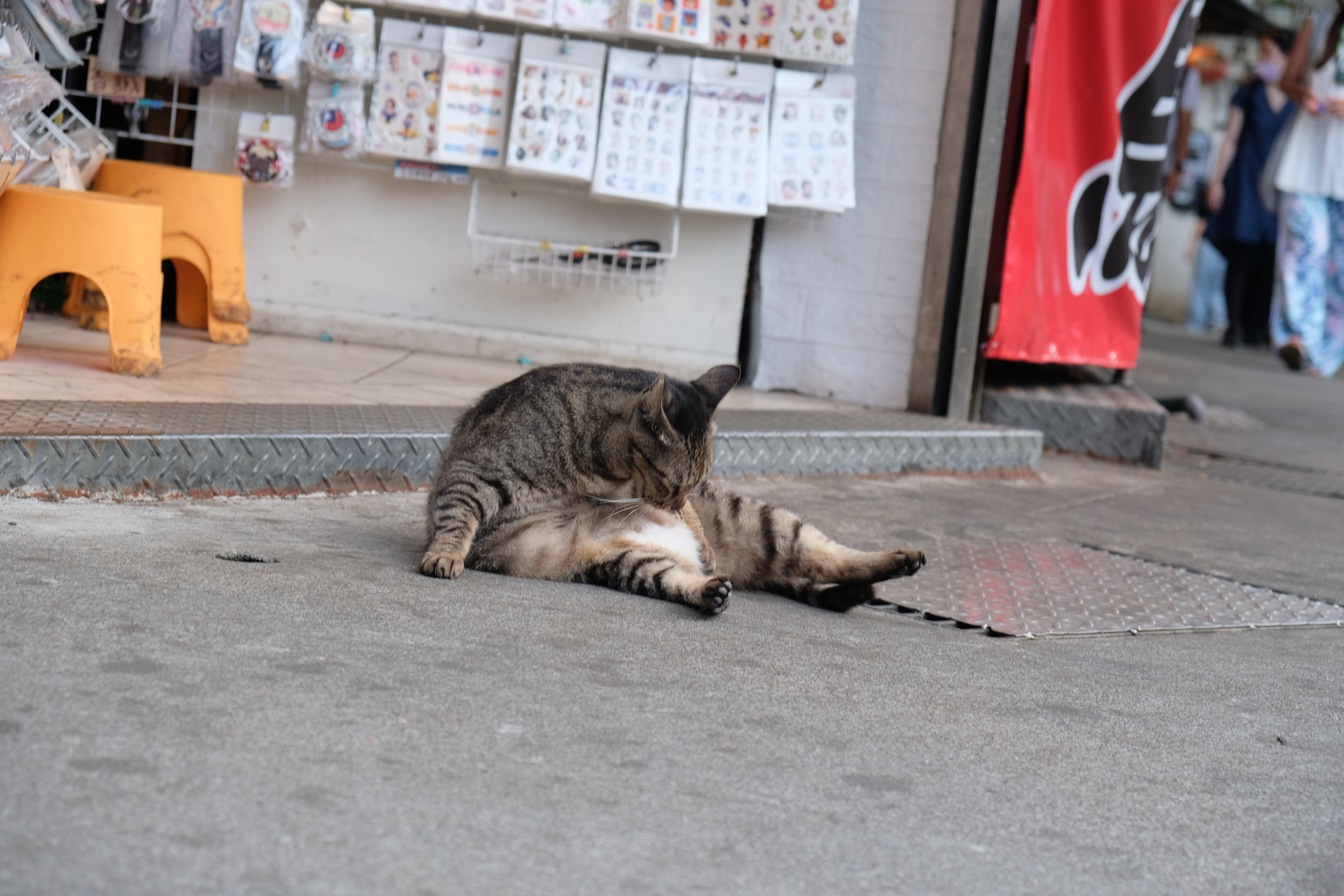 tabby cat sitting cleaning itself outside a shopfront