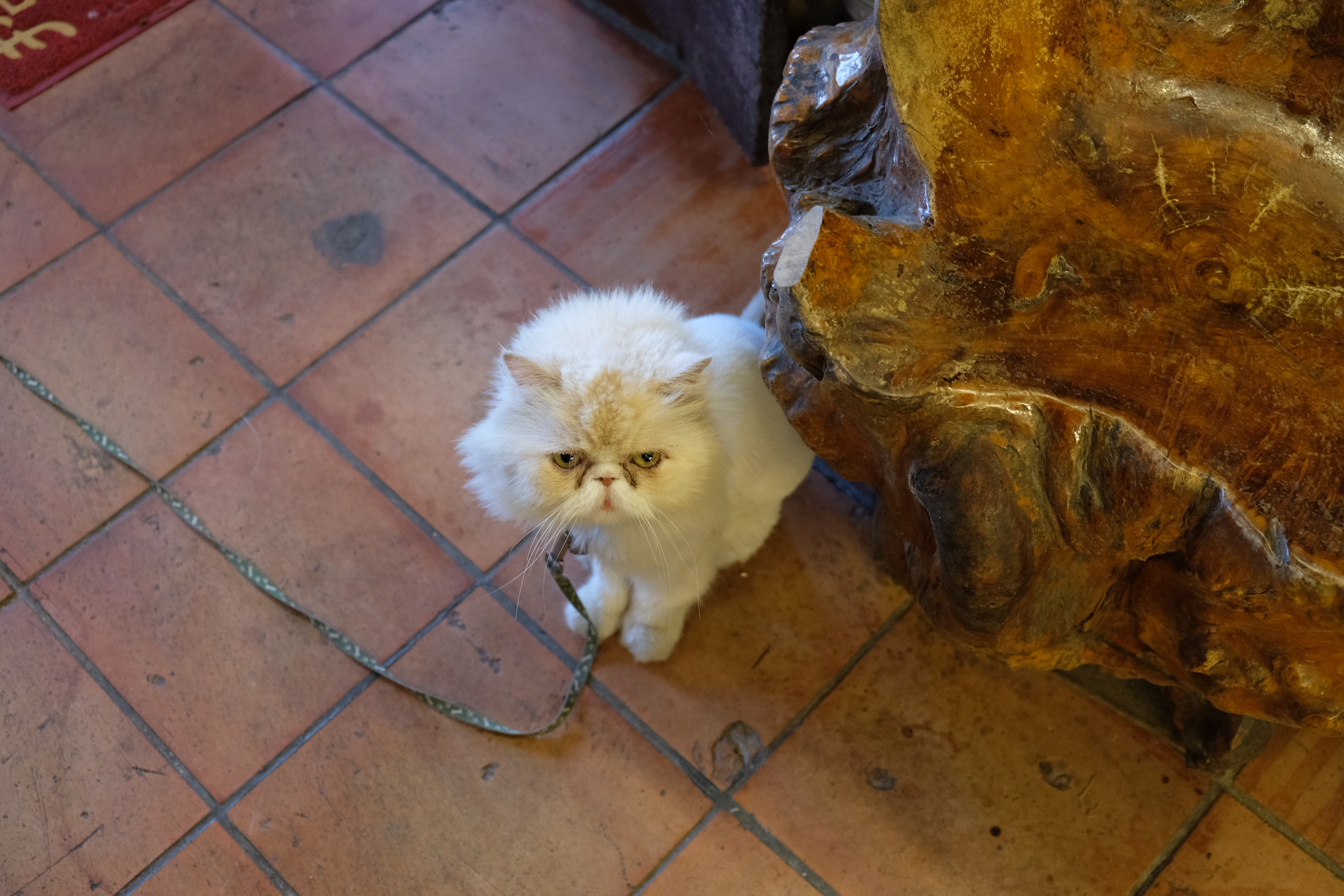 white cat with shaved body and fluffy head is on a leash, looking up at camera